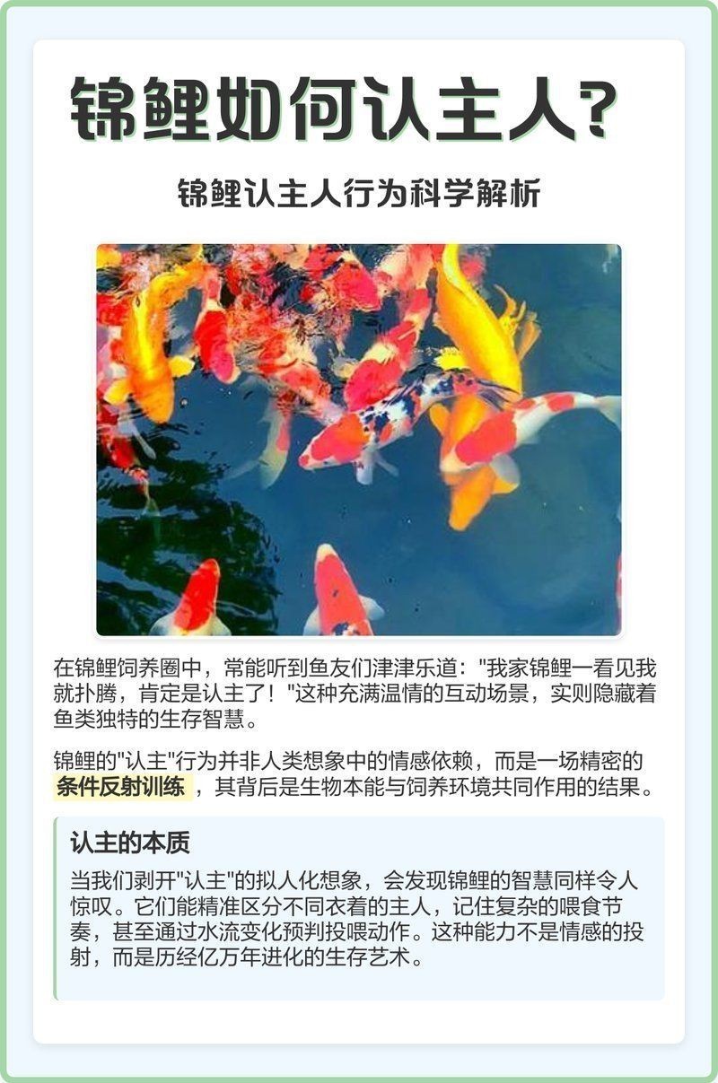 錦鯉一般養(yǎng)多久認(rèn)主人