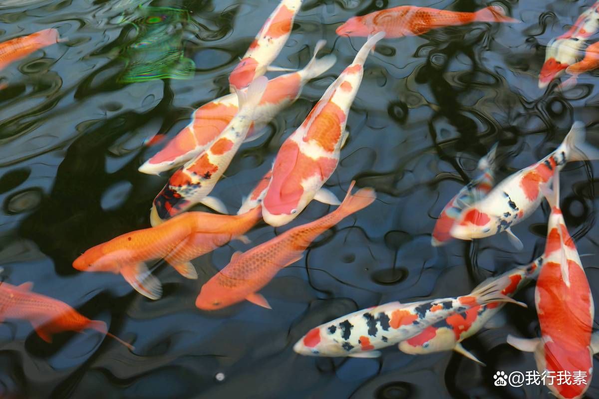 錦鯉一般養(yǎng)多久認(rèn)主人