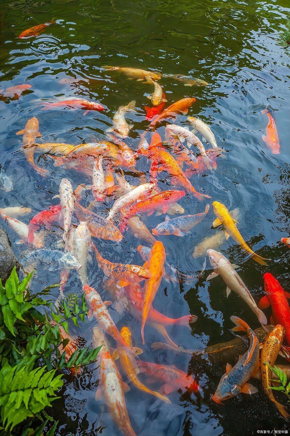 錦鯉一般養(yǎng)多久認(rèn)主人