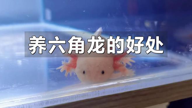 養六角龍魚有什么好處
