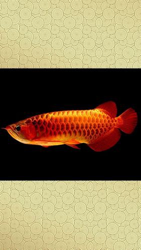 有沒有紅龍魚壁紙高清無(wú)水印版？