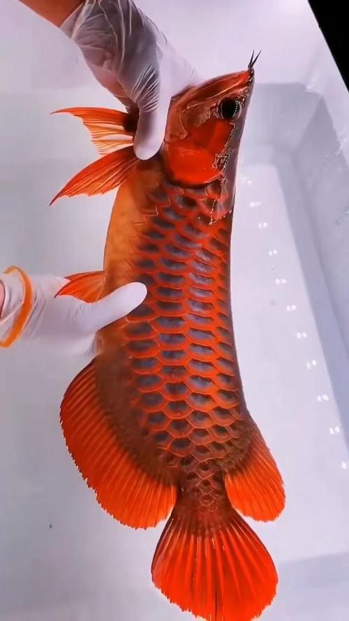 有沒有紅龍魚壁紙高清無(wú)水印版？