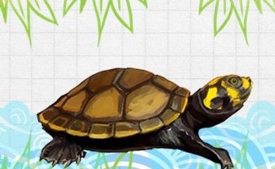 龍魚能和一眉混養嗎(關于龍魚能否與一眉道人魚混養的問題) 龍魚百科 第5張 龍魚能和一眉混養嗎(關于龍魚能否與一眉道人魚混養的問題) 龍魚能和一眉混養嗎(關于龍魚能否與一眉道人魚混養的問題) 龍魚百科 第5張