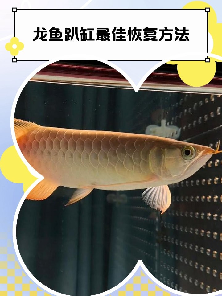 龍魚趴缸底可以自愈嗎？