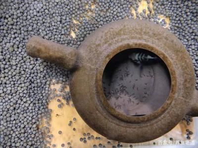 鸚鵡魚和曼龍魚斑馬魚能混養嗎視頻講解（曼龍魚和鸚鵡魚混養在一起會怎么樣？）