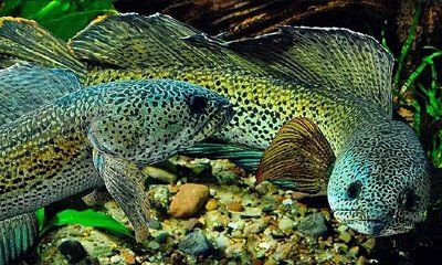 巴卡雷龍不吃小魚嗎：巴卡雷龍會吃小魚嗎？