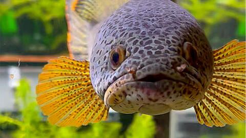 巴卡雷龍不吃小魚嗎：巴卡雷龍會吃小魚嗎？