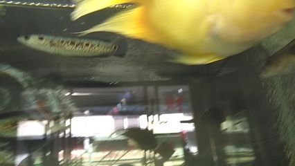 巴卡雷龍不吃小魚嗎：巴卡雷龍會吃小魚嗎？