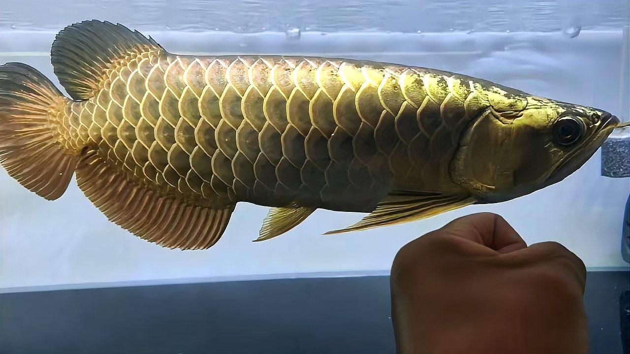 賽級(jí)藍(lán)底魚品種大全