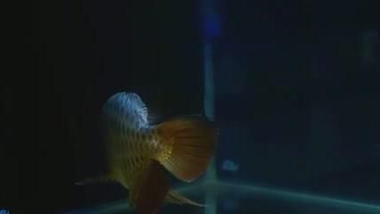 金龍魚冠軍（金龍魚品牌產品線介紹）