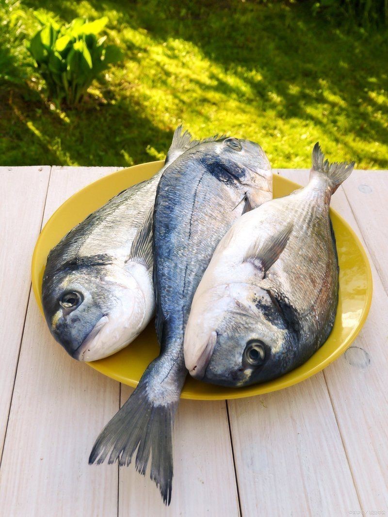 金鯧魚(yú)十大忌諱 龍魚(yú)百科 第1張 金鯧魚(yú)十大忌諱 金鯧魚(yú)十大忌諱 龍魚(yú)百科 第1張