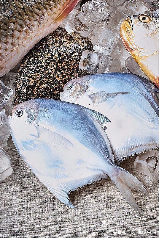 金鯧魚(yú)十大忌諱 龍魚(yú)百科 第14張 金鯧魚(yú)十大忌諱 金鯧魚(yú)十大忌諱 龍魚(yú)百科 第14張