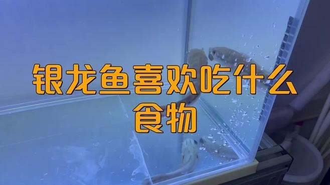 銀龍魚吃小魚好還是其它食物好