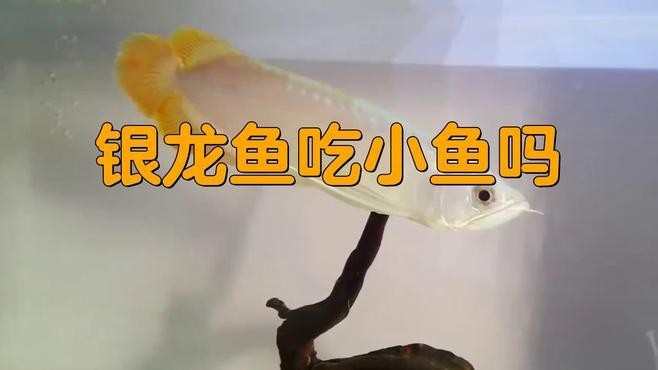 銀龍魚吃小魚好還是其它食物好