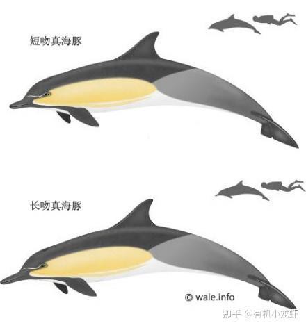 短吻和長吻的區(qū)別，《短吻和長吻的區(qū)別》短吻與長吻的區(qū)別在多個方面