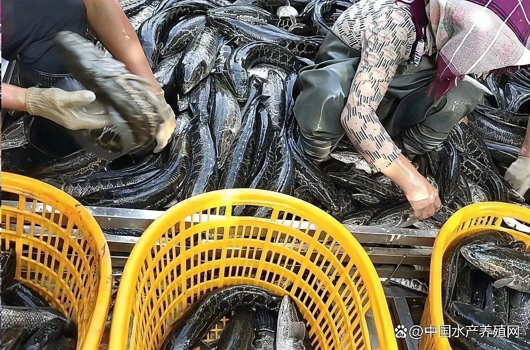 福龍魚的市場價格有波動嗎？