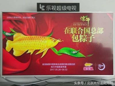 金龍魚吃的多嗎：金龍魚的食量與其生長階段和食物類型密切相關，金龍魚吃的多嗎