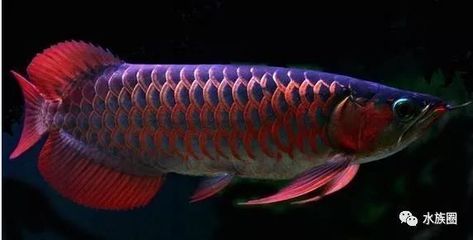 龍魚訓(xùn)食顆粒飼料有哪些，訓(xùn)練龍魚食用顆粒飼料的選擇