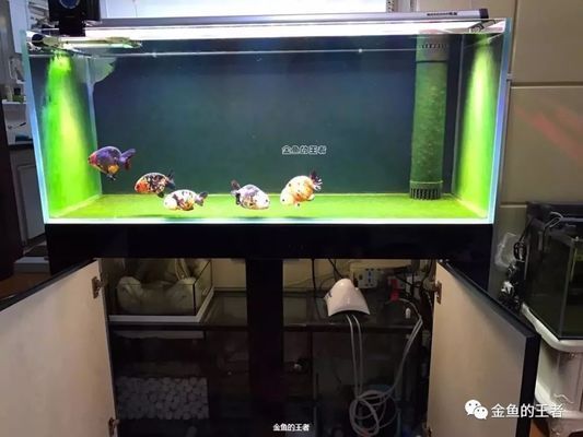 龍魚(yú)缸底濾制作方案圖：魚(yú)缸底濾制作方案圖