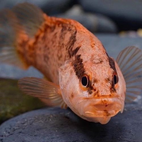 柳州龍魚專賣店