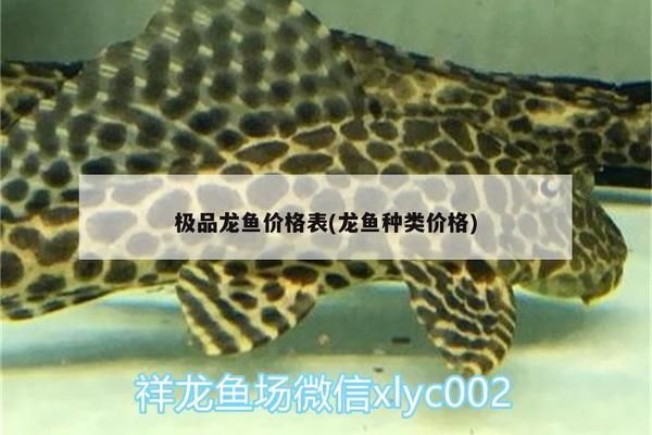 極品龍魚價格是多少錢的啊（極品龍魚價格對比血紅龍魚價格對比血紅龍魚價格對比）