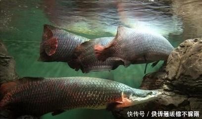 銀龍魚越大越值錢嗎（銀龍魚價格與其大小有關，但這種關系并不是簡單的線性增長）