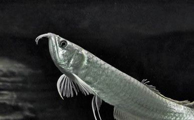 銀龍魚越大越值錢嗎（銀龍魚價格與其大小有關，但這種關系并不是簡單的線性增長）