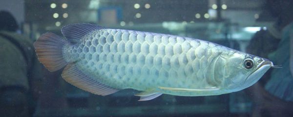 銀龍魚越大越值錢嗎（銀龍魚價格與其大小有關，但這種關系并不是簡單的線性增長）