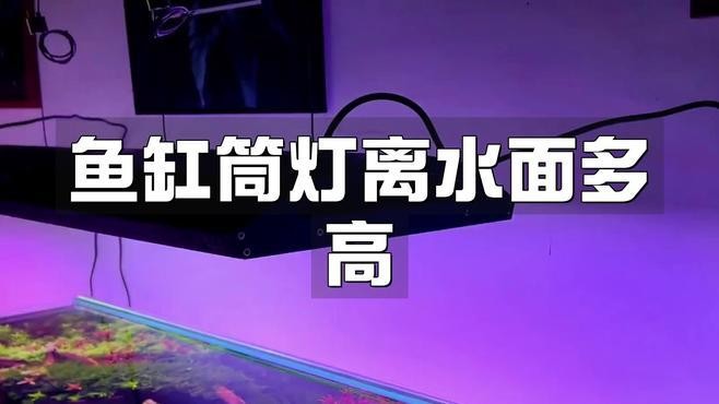 龍魚魚缸燈離水面多高合適