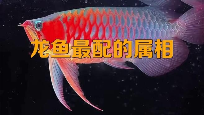 龍魚混養(yǎng)的最佳伙伴有哪些？