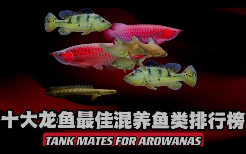 龍魚混養(yǎng)的最佳伙伴有哪些？