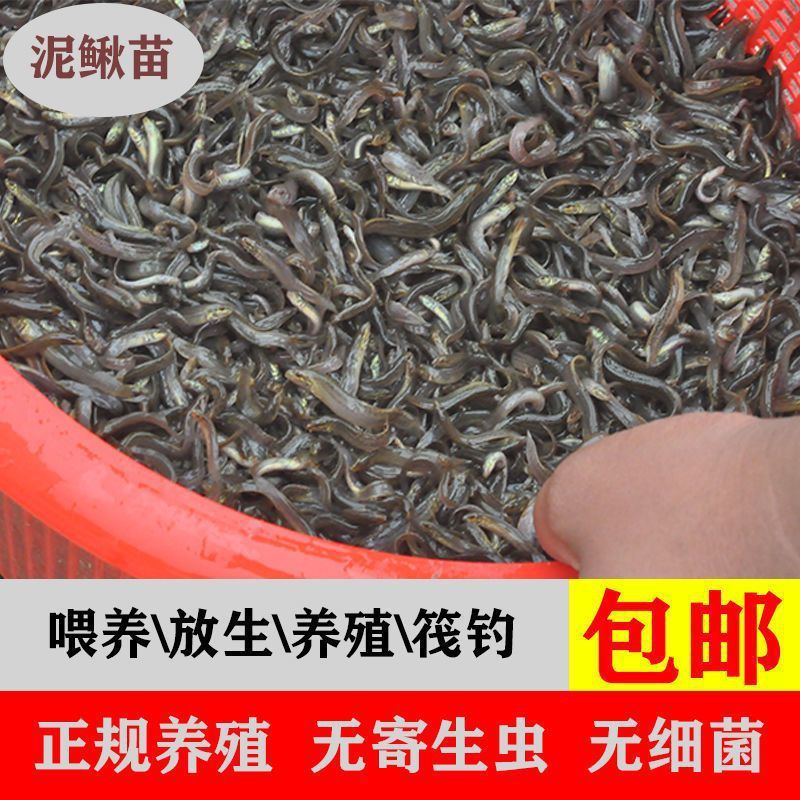 龍魚進貨渠道是什么樣的啊，龍魚批發市場挑選技巧