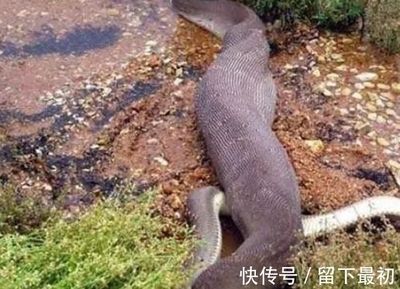 龍魚為什么會撞缸呢圖片