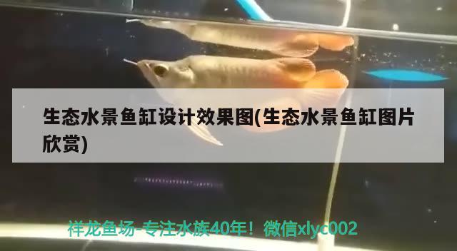生態水景魚缸設計效果圖(生態水景魚缸圖片欣賞)