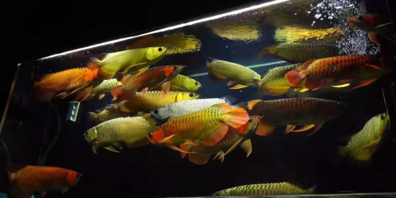 龍魚海報