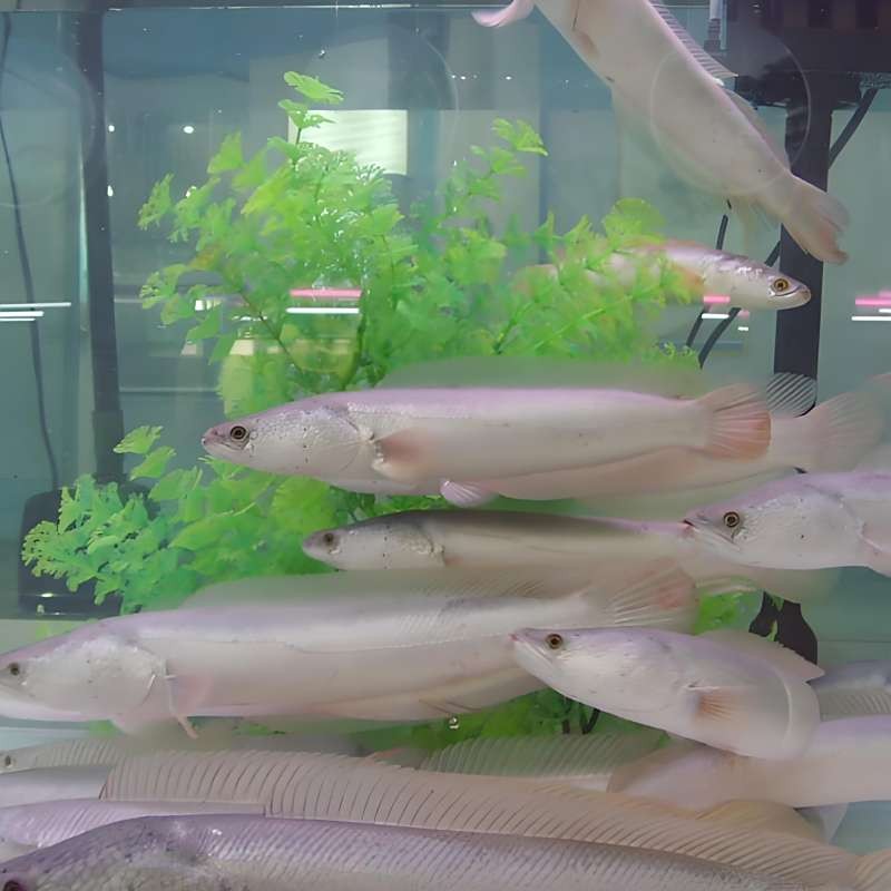 龍魚鰭尾有白邊是什么品種