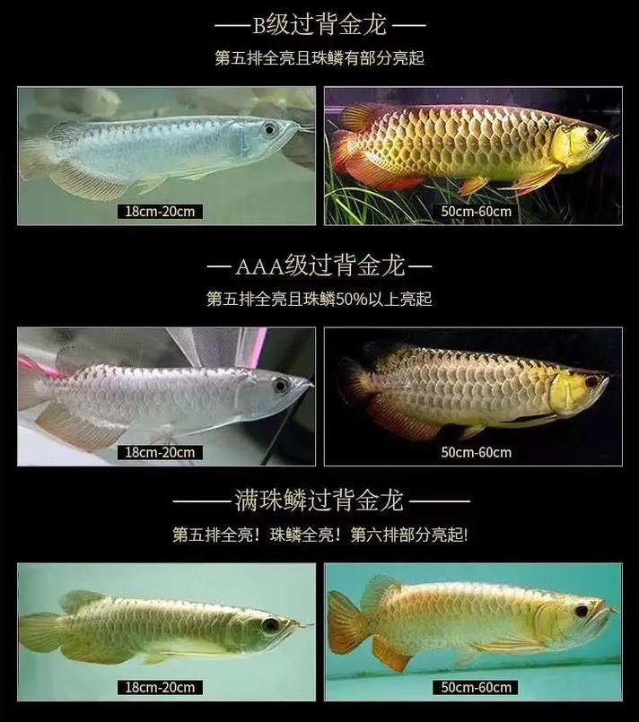 龍魚鰭尾有白邊是什么品種