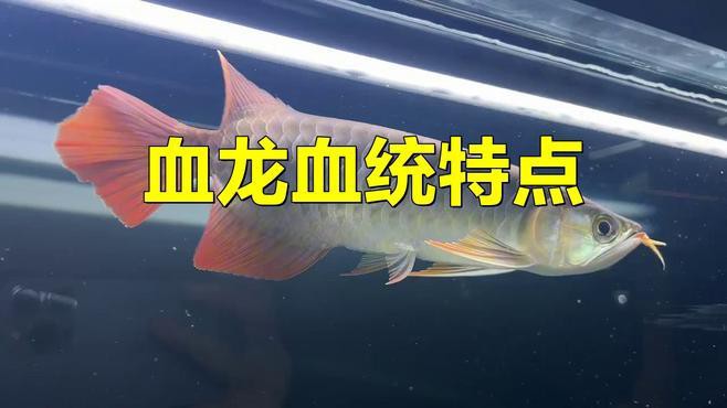 挑選龍魚時如何判斷其血統？
