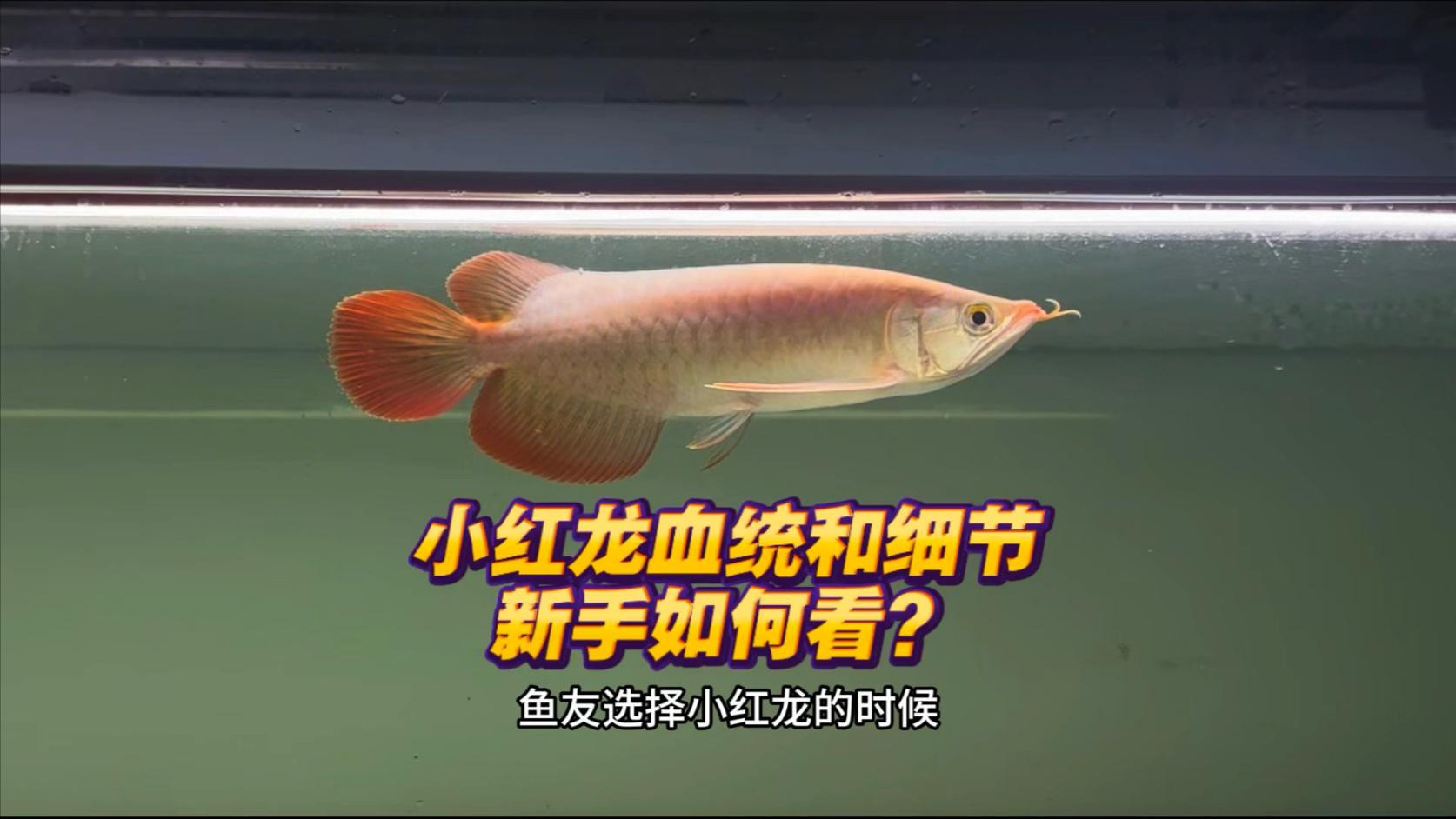 挑選龍魚時如何判斷其血統？