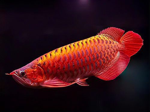 極品龍魚多少錢一條
