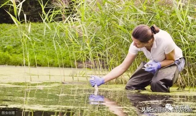 印度尼西亞紅龍魚產地：印度尼西亞龍魚產地，探尋珍稀龍魚的故鄉