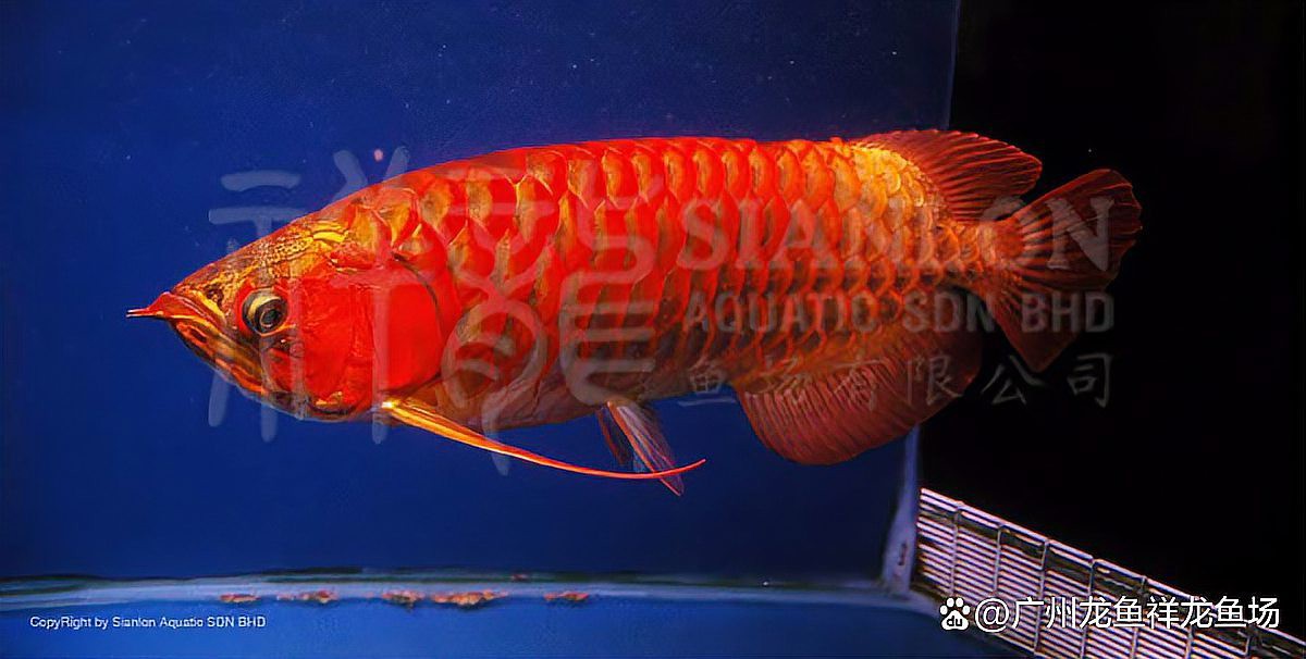 紅龍魚LED燈應該多久換一次？