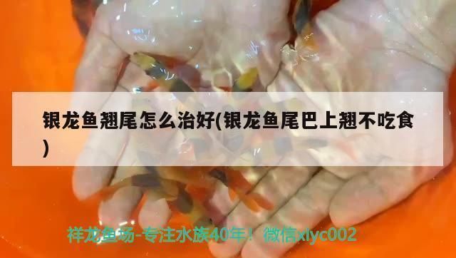 龍魚得了外寄怎么治療:龍魚不吃食怎么辦