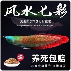 金龍魚魚苗批發價格表大全（金龍魚魚苗批發價格表）