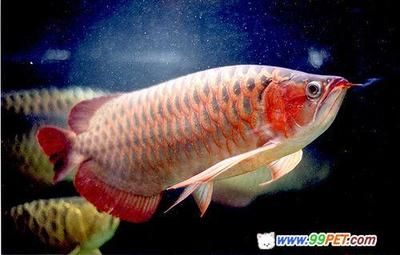 冠軍紅龍魚（2018國際頂級紅龍魚冠軍紅龍魚冠軍紅龍魚比賽抖音短視頻）