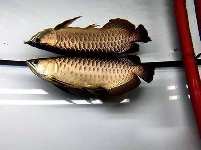 龍魚側線孔變大的治療方法（如何預防龍魚側線孔變大）