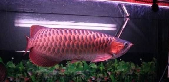 龍魚側線孔變大的治療方法（如何預防龍魚側線孔變大）