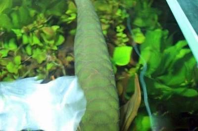 龍魚底缸怎么布置（龍魚底缸布置步驟）