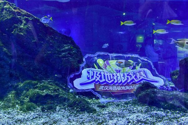 海豚撞擊球鯊魚的具體過程，關(guān)于海豚撞擊球鯊魚的詳細(xì)過程
