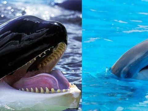 海豚撞擊球鯊魚的具體過程，關(guān)于海豚撞擊球鯊魚的詳細(xì)過程